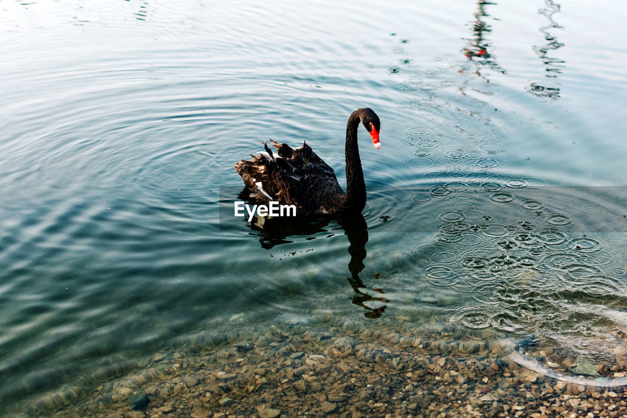 Black swan swims in the water