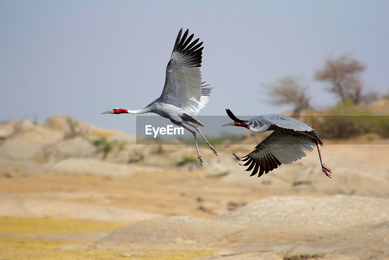 Birds flying over land against sky