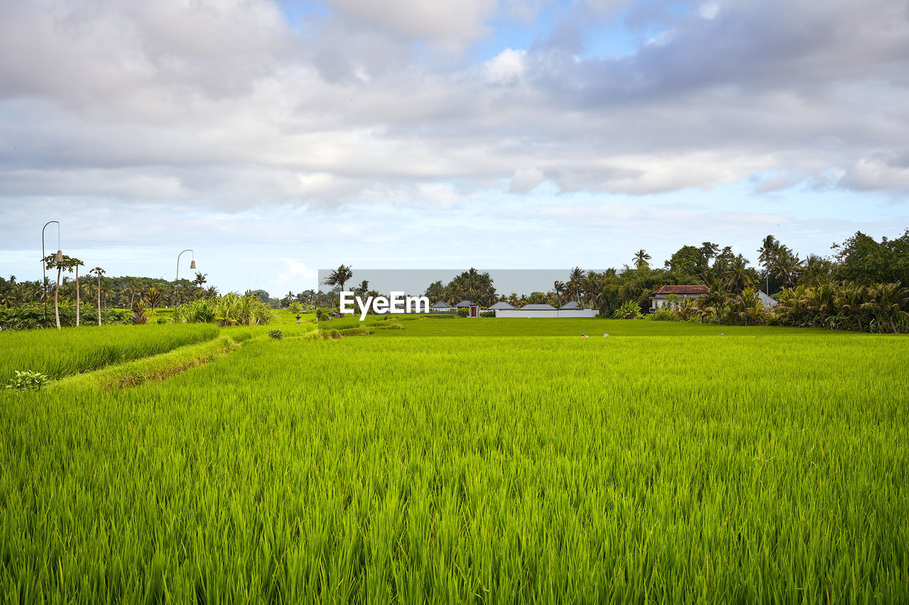 landscape, paddy field, agriculture, environment, field, rural scene, plant, land, sky, cloud, crop, grassland, nature, grass, pasture, meadow, farm, cereal plant, plain, rice, green, rural area, rice paddy, rice - food staple, social issues, scenics - nature, beauty in nature, food, growth, food and drink, environmental conservation, tree, architecture, horizon, no people, outdoors, prairie, building, tranquility, travel, built structure, house, day, lawn, barley, travel destinations