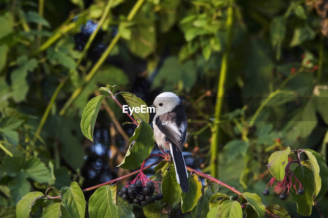 CLOSE-UP OF BIRD PERCHING