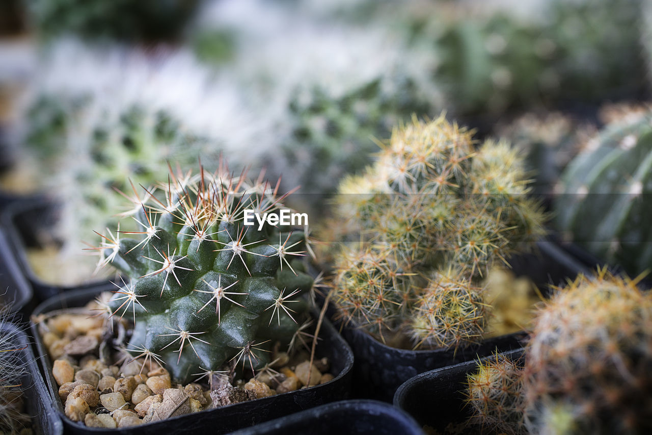 CLOSE-UP OF SUCCULENT PLANTS