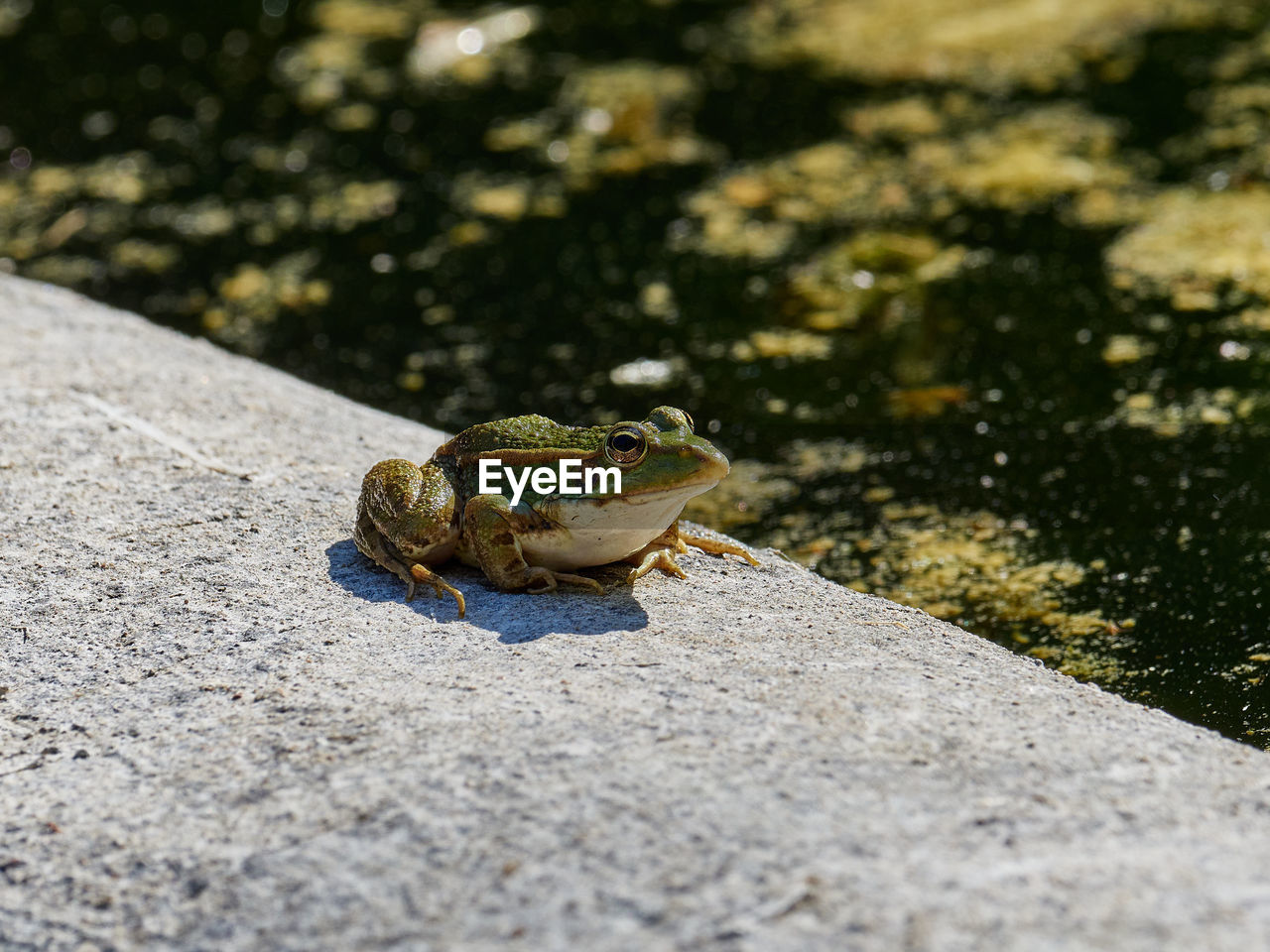 Frog beside a pond, near almansa, spain