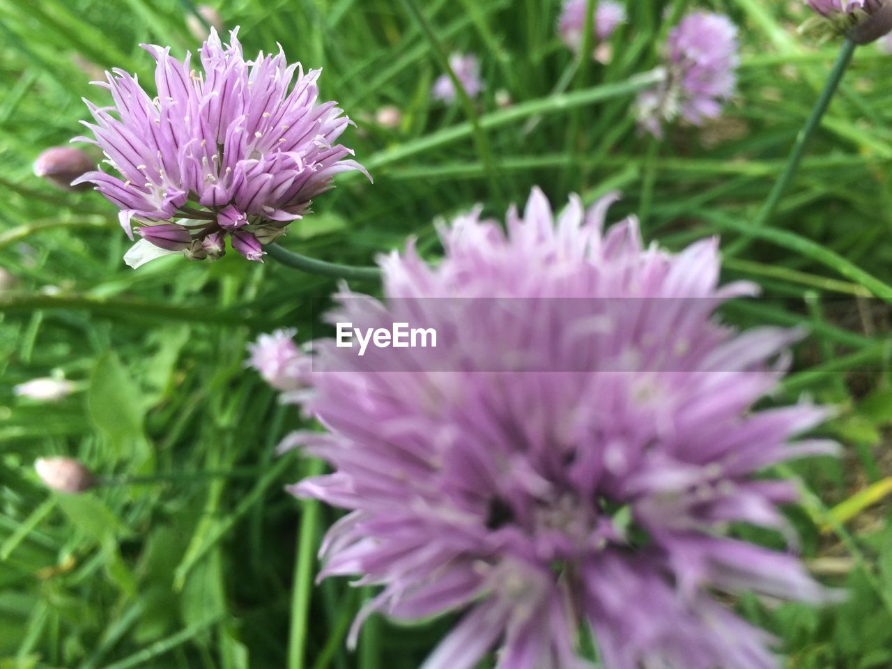 Close-up of purple flowers blooming outdoors