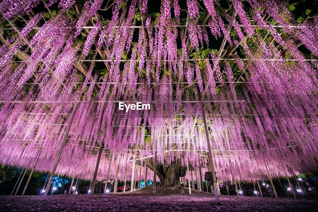 PINK FLOWERING PLANTS IN PARK