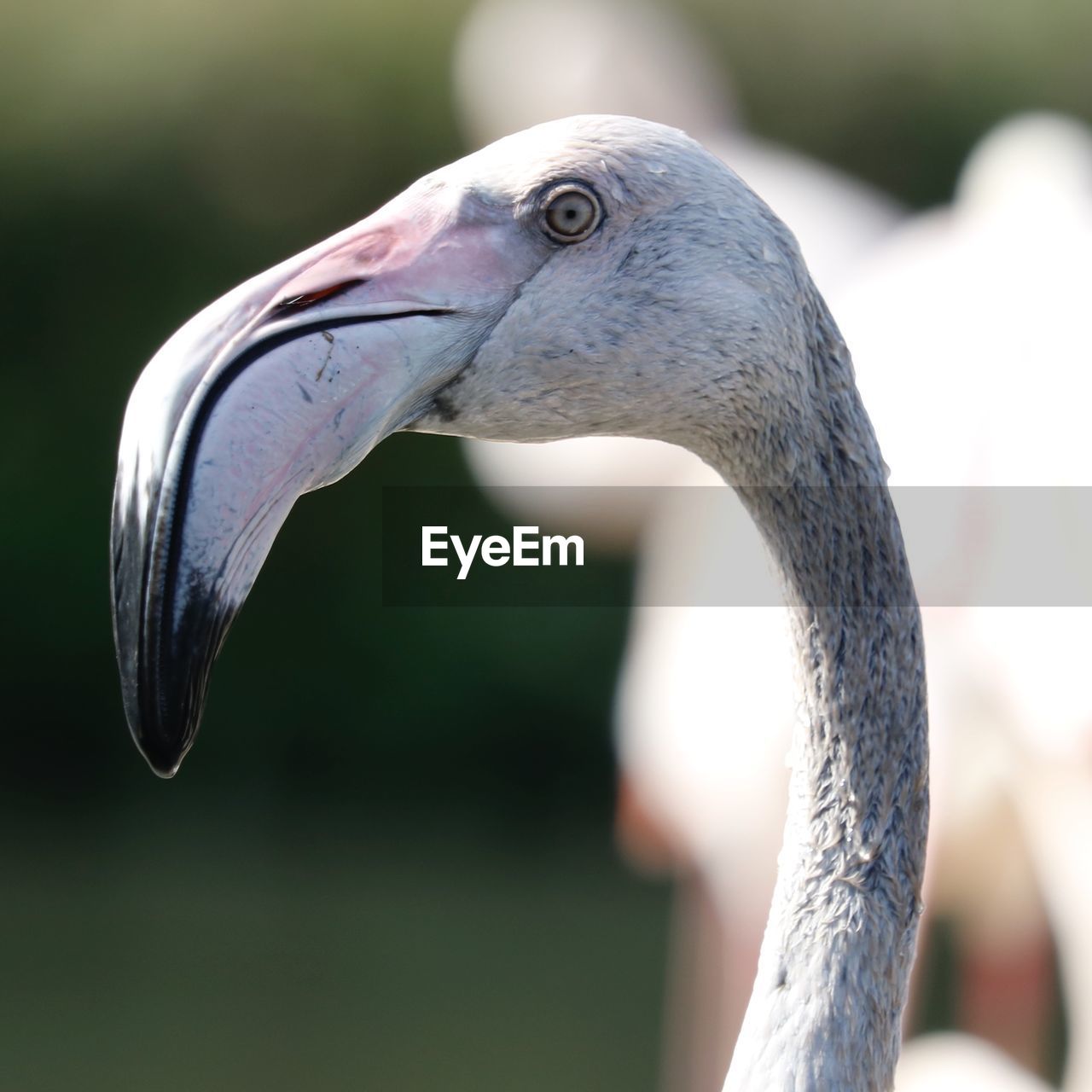 CLOSE-UP OF DUCK