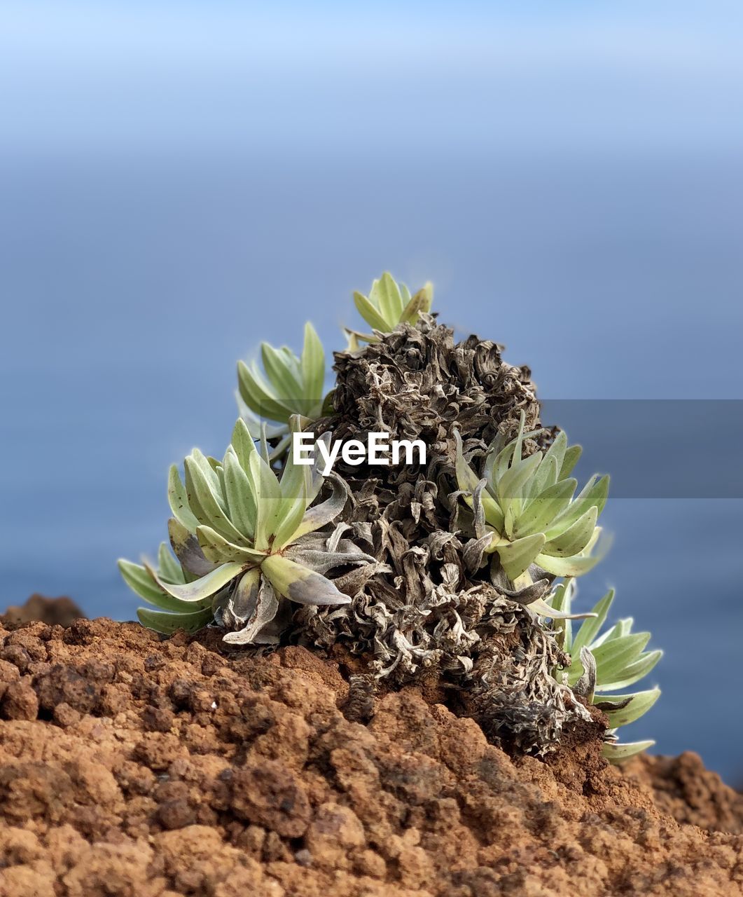 soil, plant, nature, growth, no people, beauty in nature, flower, leaf, plant part, land, day, water, outdoors, macro photography, green, seedling, beginnings, dirt, freshness, close-up, environment, succulent plant, food, food and drink, sea, sky, focus on foreground, botany, cactus, produce, tranquility