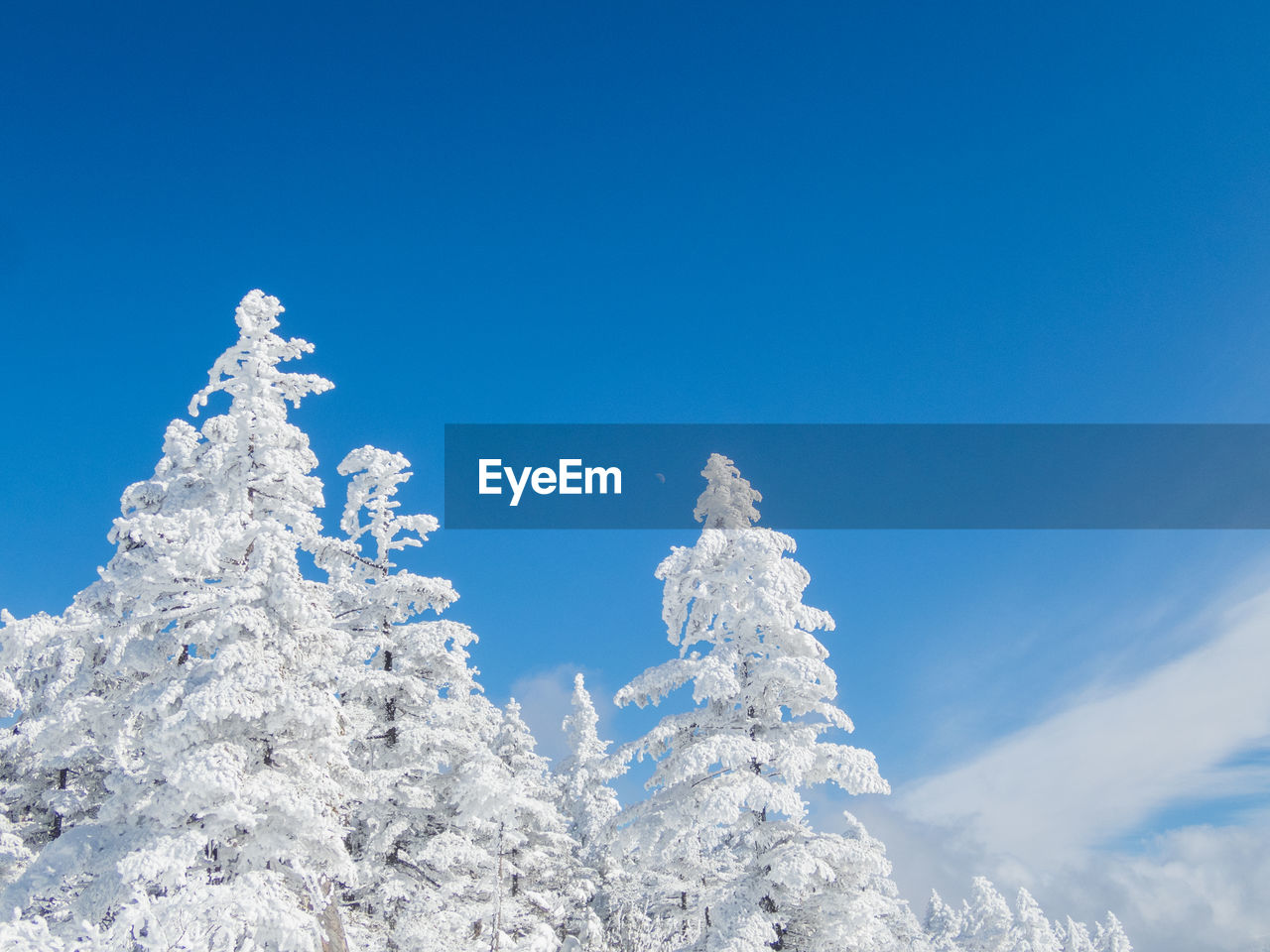 LOW ANGLE VIEW OF FROZEN TREE AGAINST SKY