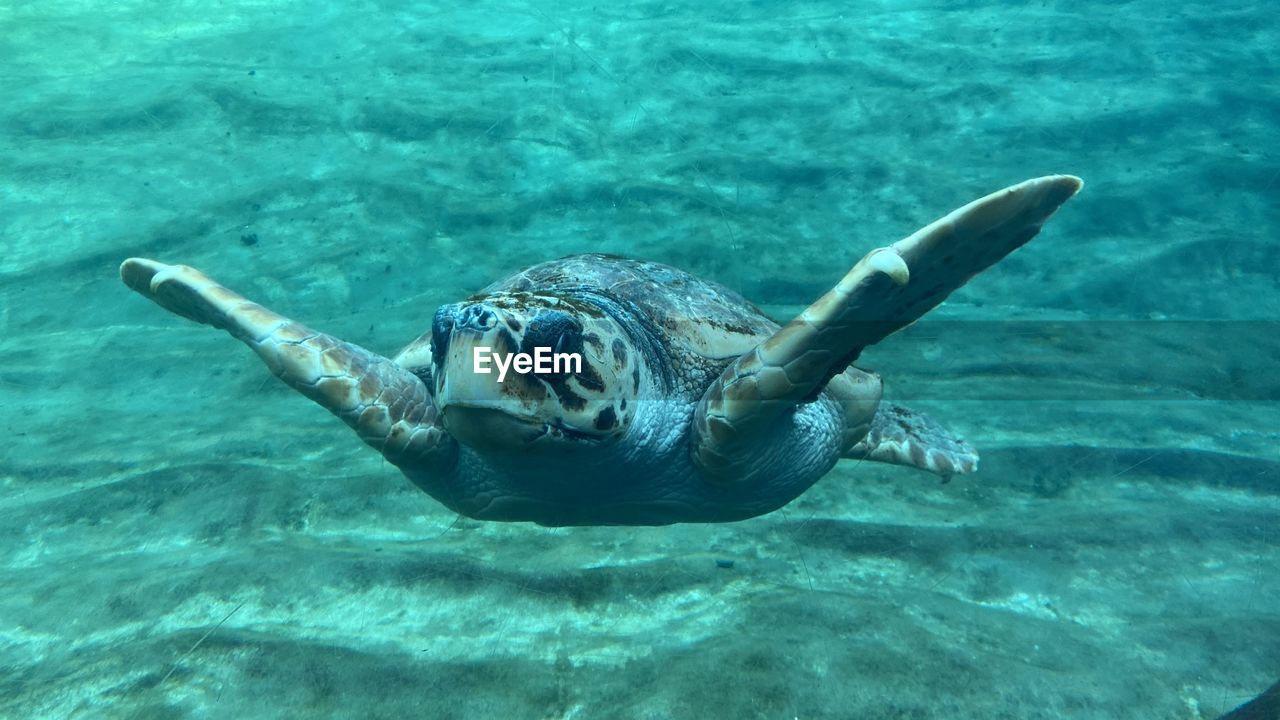 Sea turtle swimming free