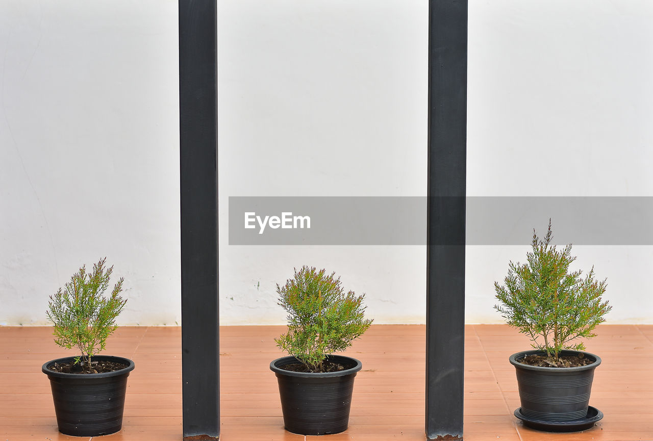 CLOSE-UP OF POTTED PLANTS ON WINDOW