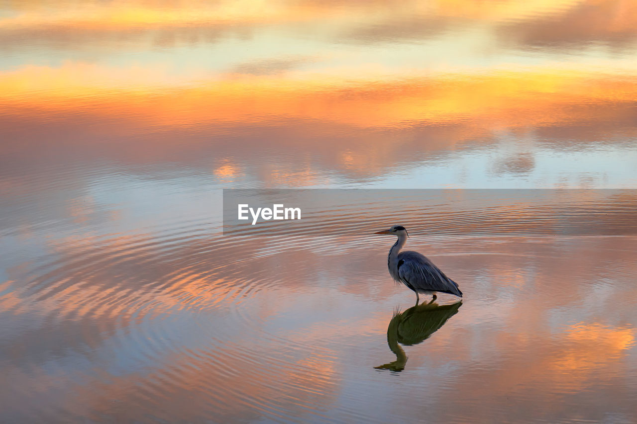 VIEW OF MALLARD DUCK ON LAKE