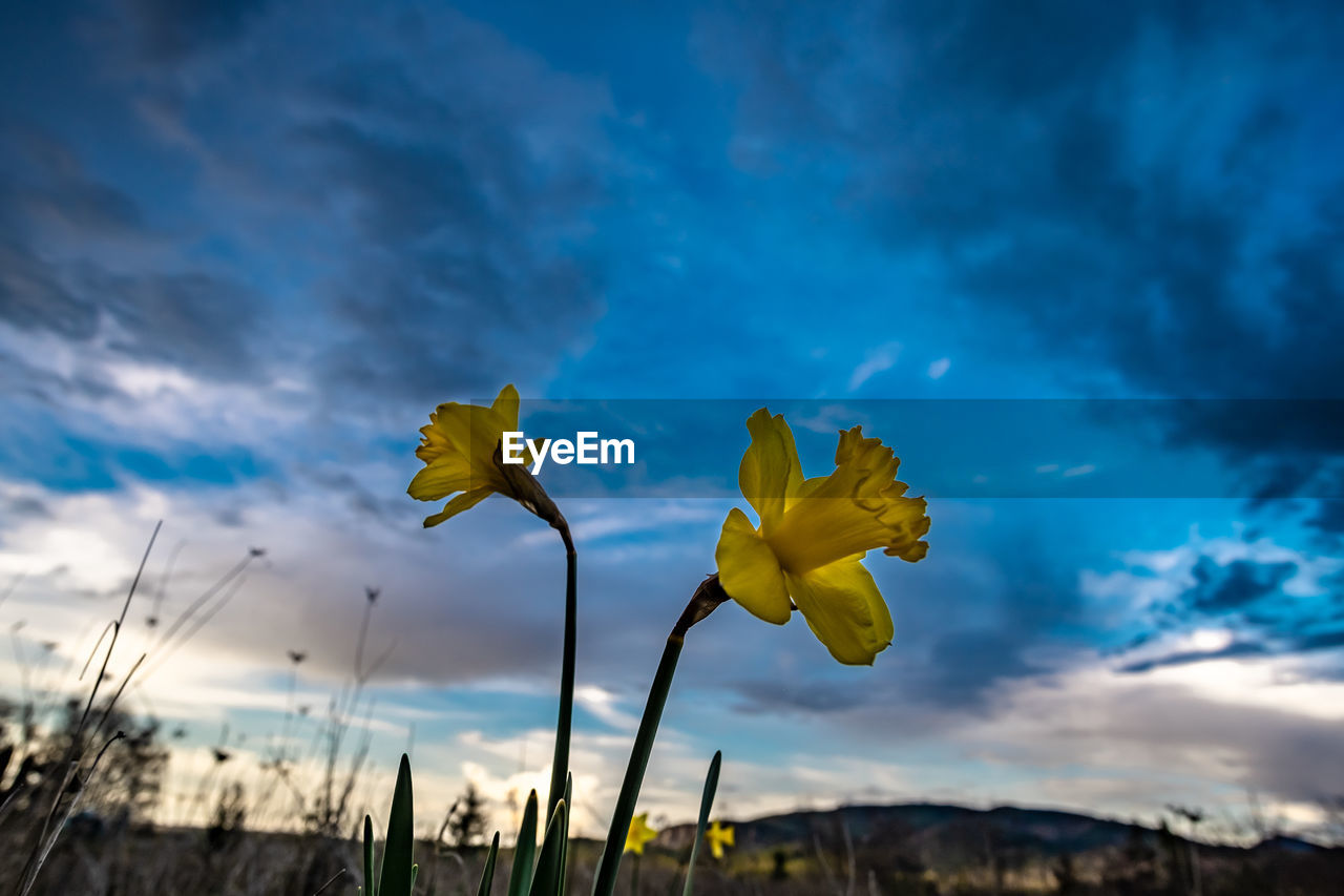 CLOSE-UP OF YELLOW FLOWERING PLANTS AGAINST CLOUDY SKY