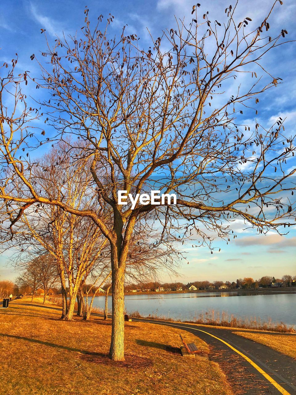 TREE BY LAKE AGAINST SKY DURING AUTUMN