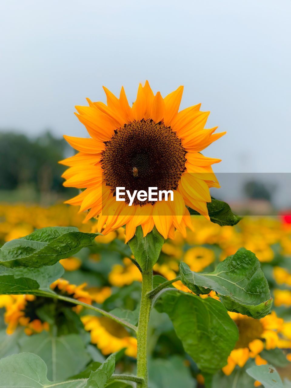 Close-up of yellow sunflower against sky