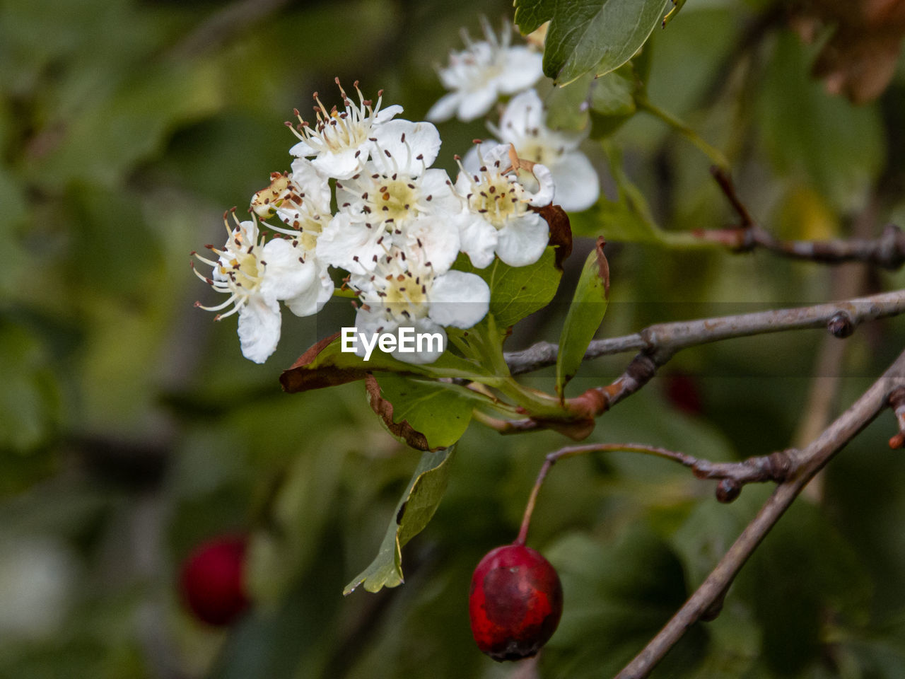 Close-up of cherry blossoms on tree