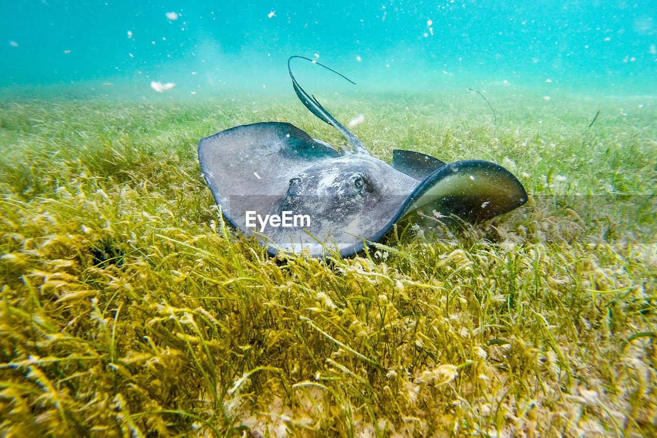 View of stingray underwater