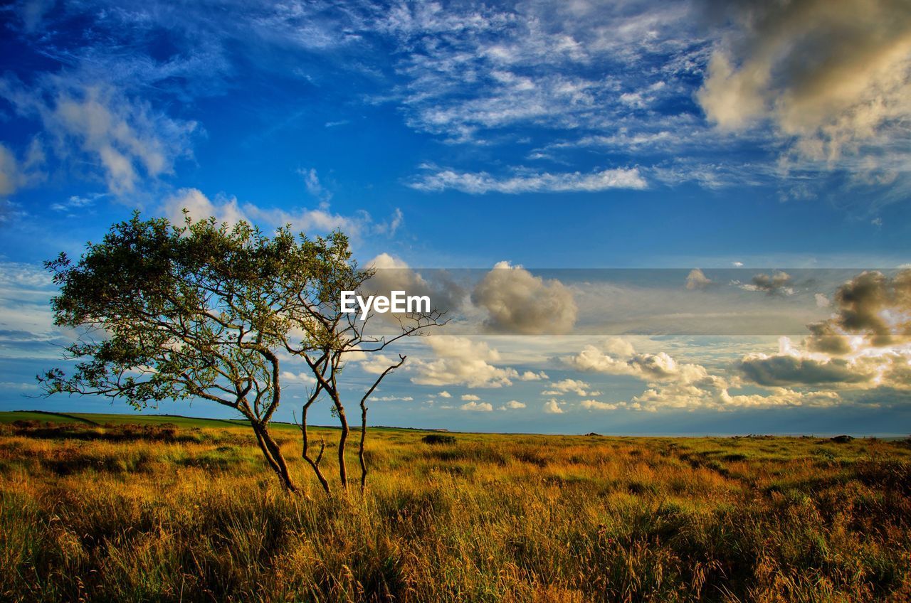 Scenic view of field against cloudy sky