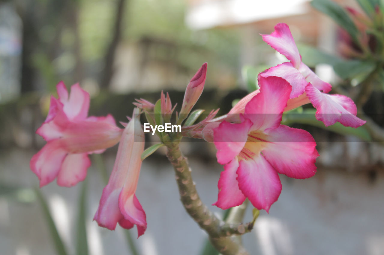 Close-up of pink flowering plant