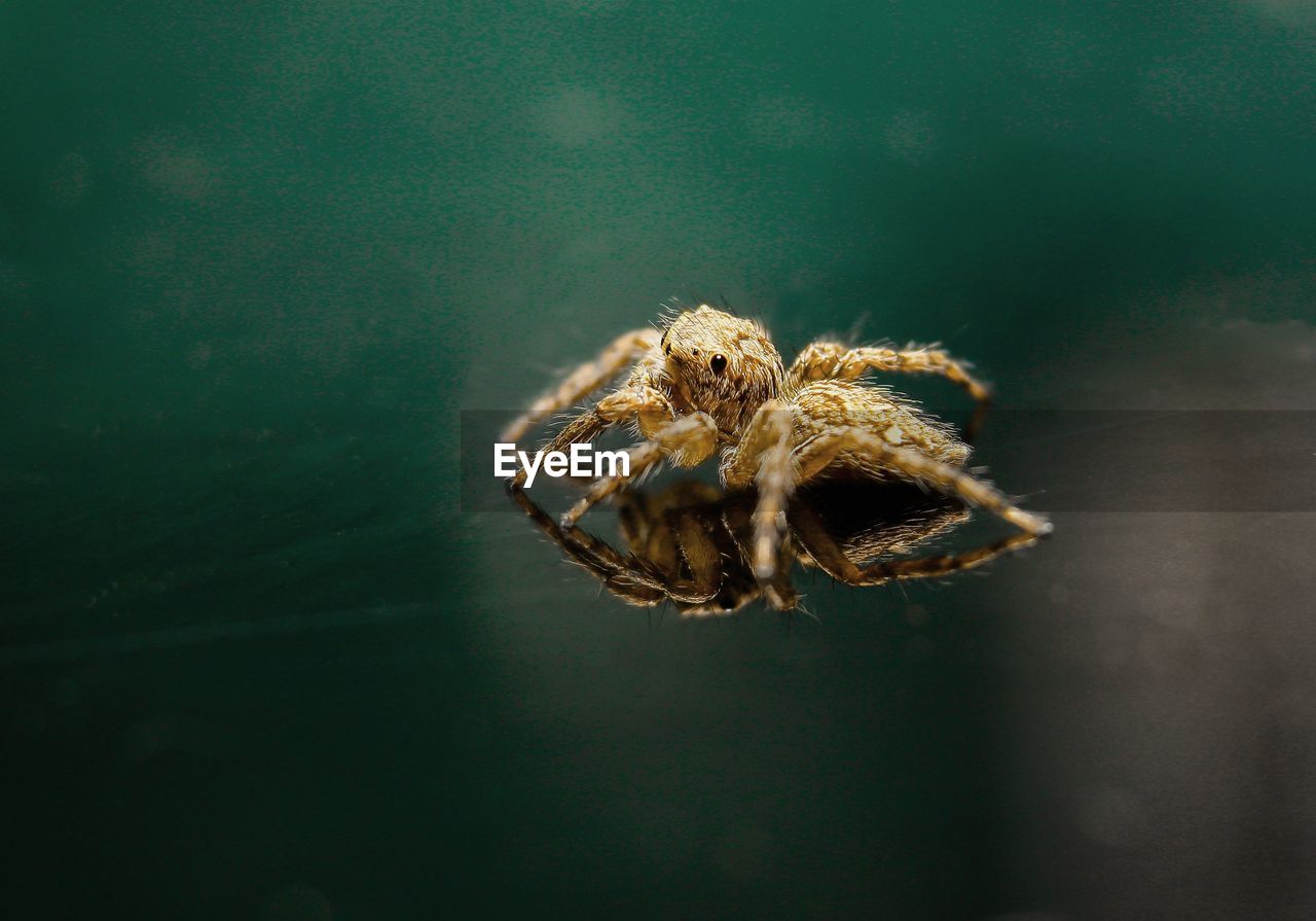 CLOSE-UP OF SPIDER ON WEB OUTDOORS