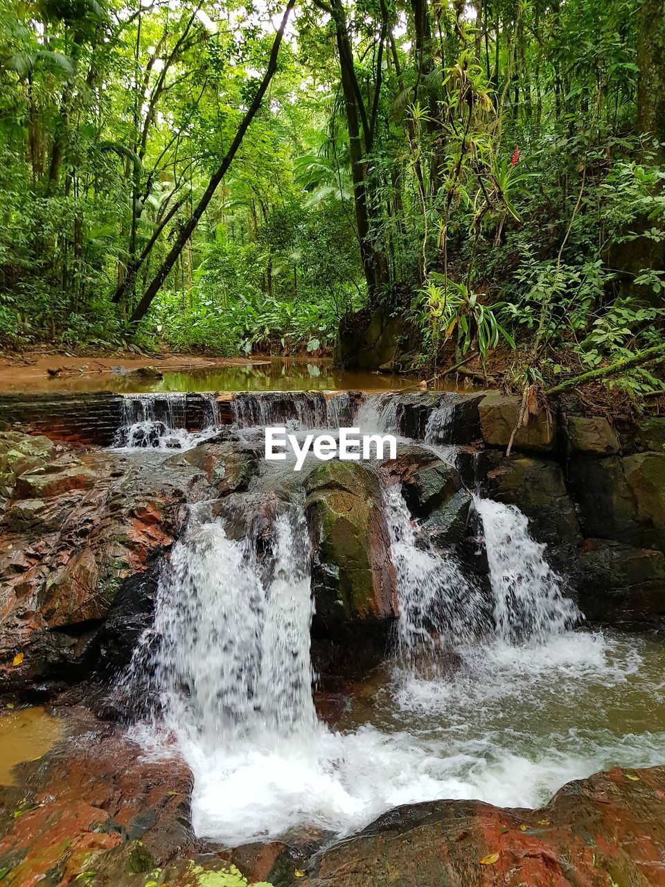 VIEW OF WATERFALL AT FOREST