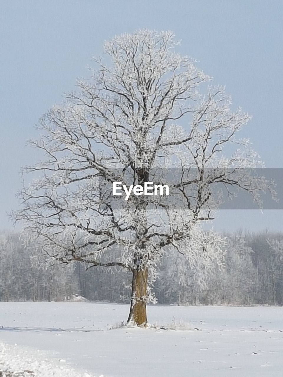 Bare tree on snow covered landscape