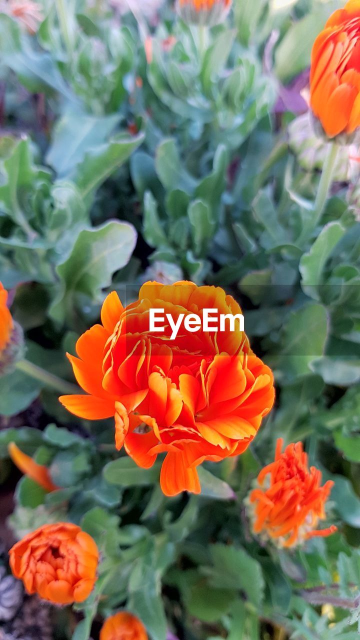 CLOSE-UP OF MARIGOLD BLOOMING OUTDOORS