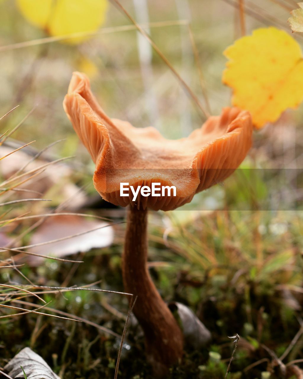 CLOSE UP OF PLANT