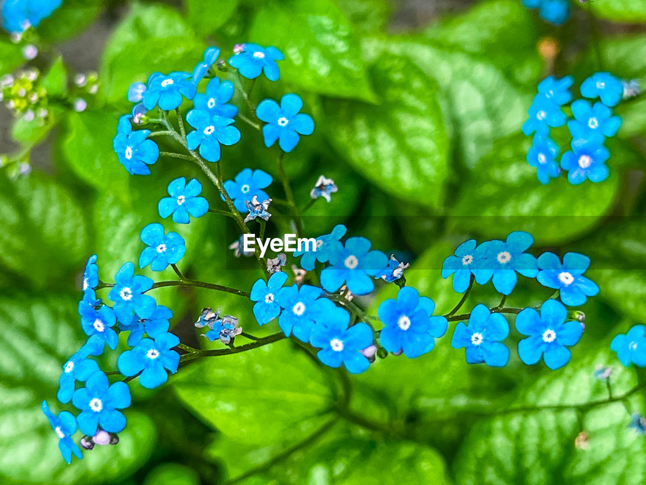 blue, plant, flower, nature, beauty in nature, forget-me-not, leaf, freshness, plant part, flowering plant, green, close-up, macro photography, growth, no people, outdoors, water, wildflower, environment, summer, day, fragility, food and drink, vibrant color, drop