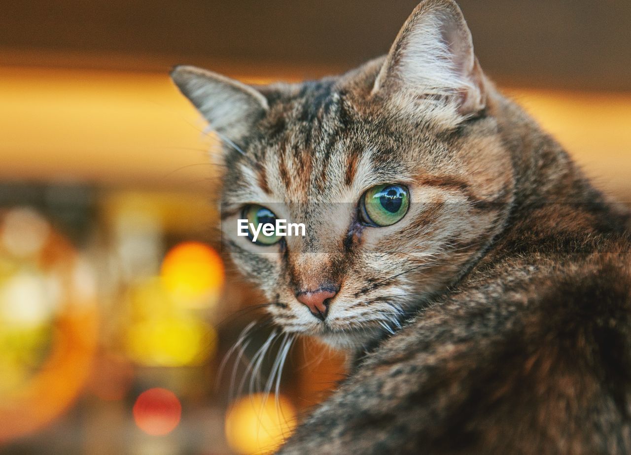 Close-up portrait of a cat