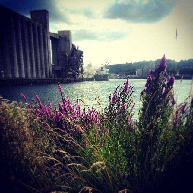 VIEW OF PLANTS AGAINST THE SKY