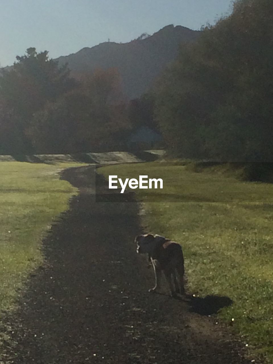 DOG STANDING ON GRASSY FIELD