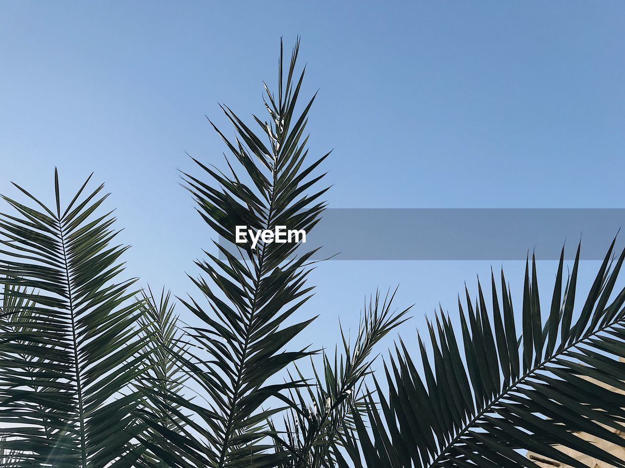 LOW ANGLE VIEW OF PALM TREES AGAINST CLEAR SKY