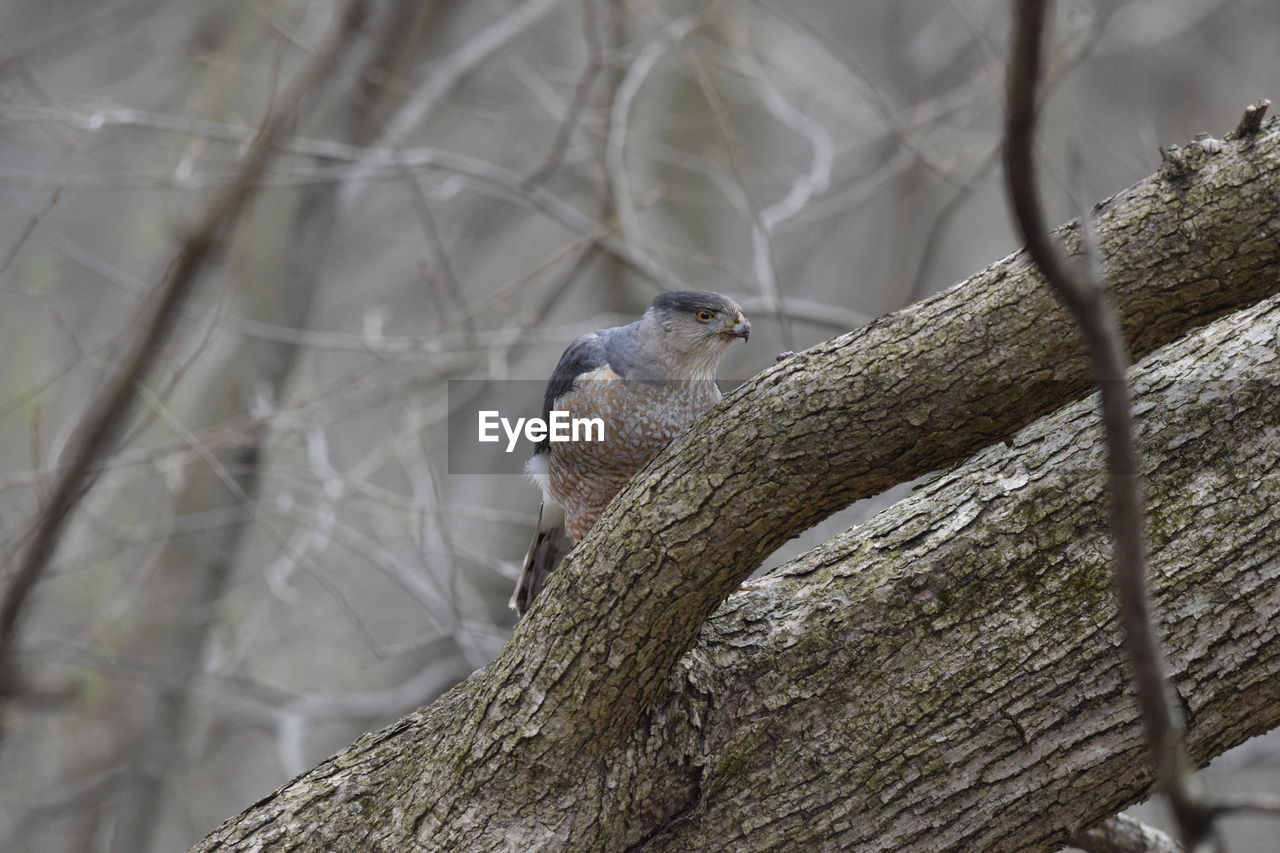 Bird perching on tree trunk