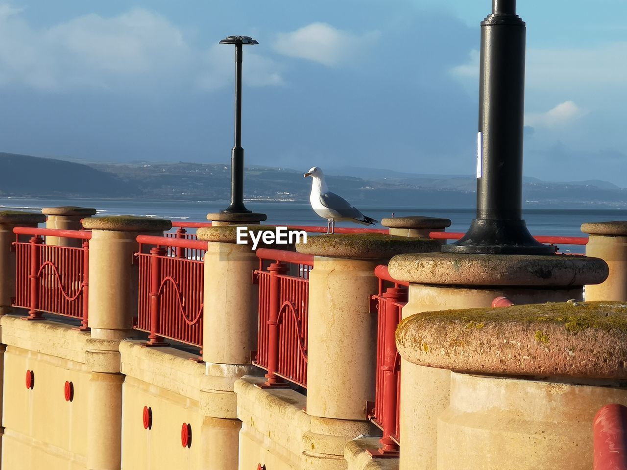 SEAGULL PERCHING ON A WALL