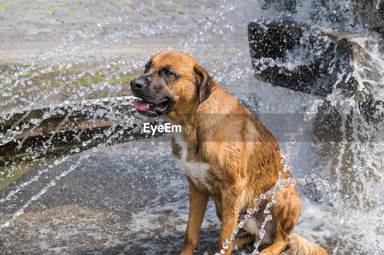 Water splashing on dog sitting by fountain