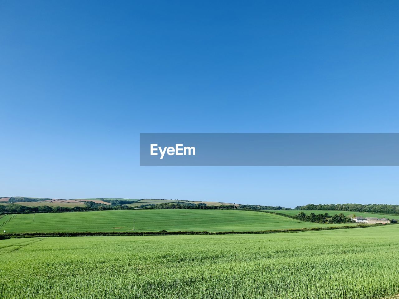 Scenic view of agricultural field against clear blue sky