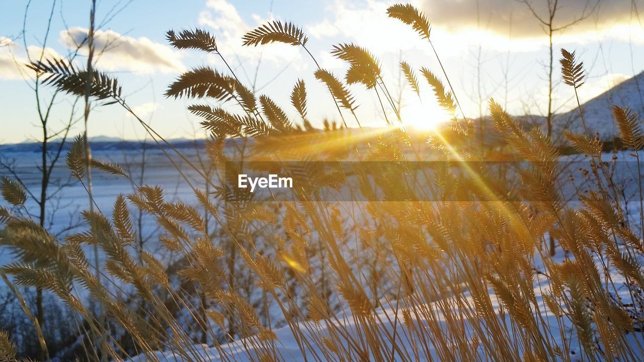 Close-up of grass on snow covered field against sky during sunset