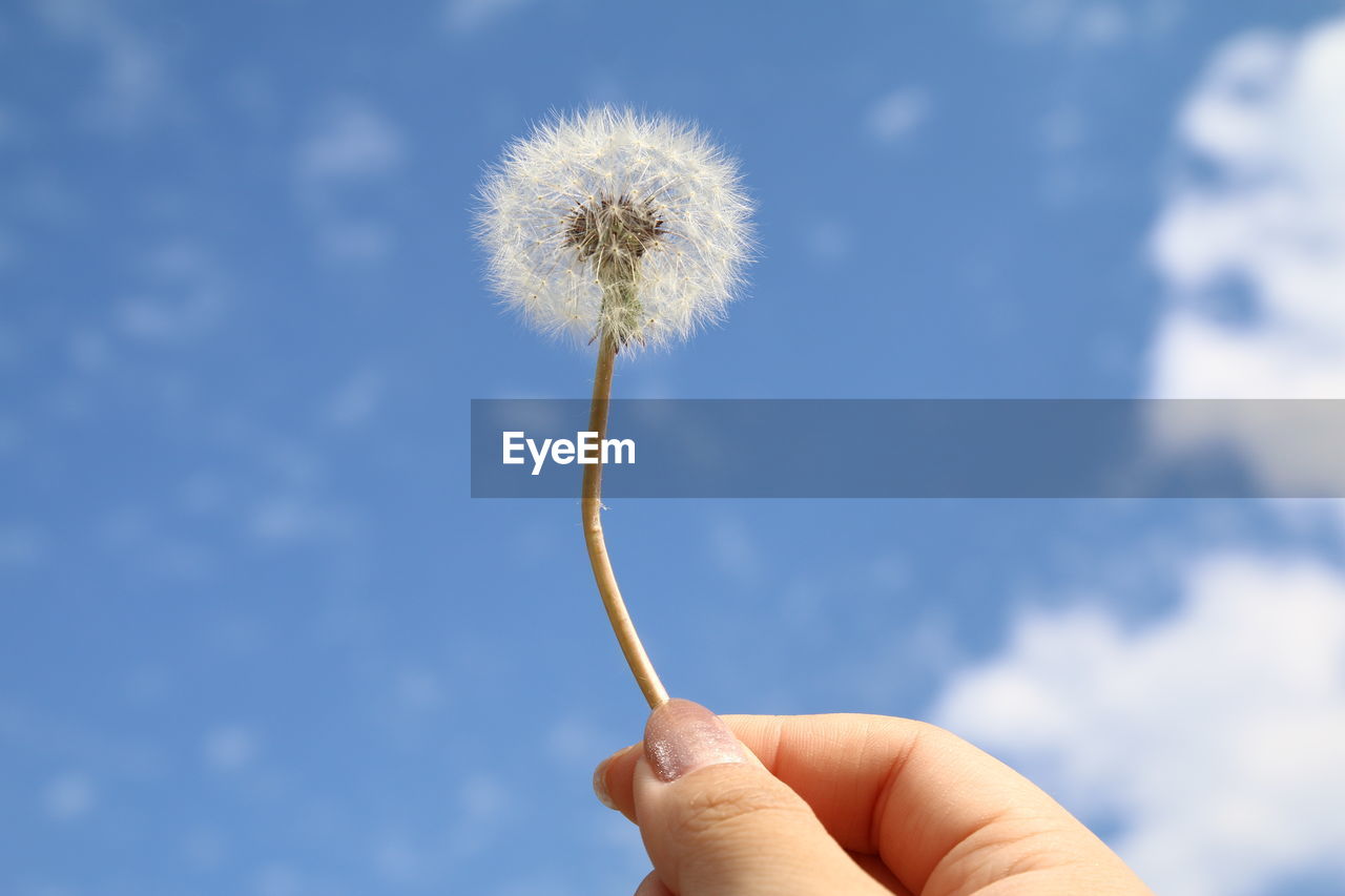 CLOSE-UP OF HAND HOLDING DANDELION FLOWER