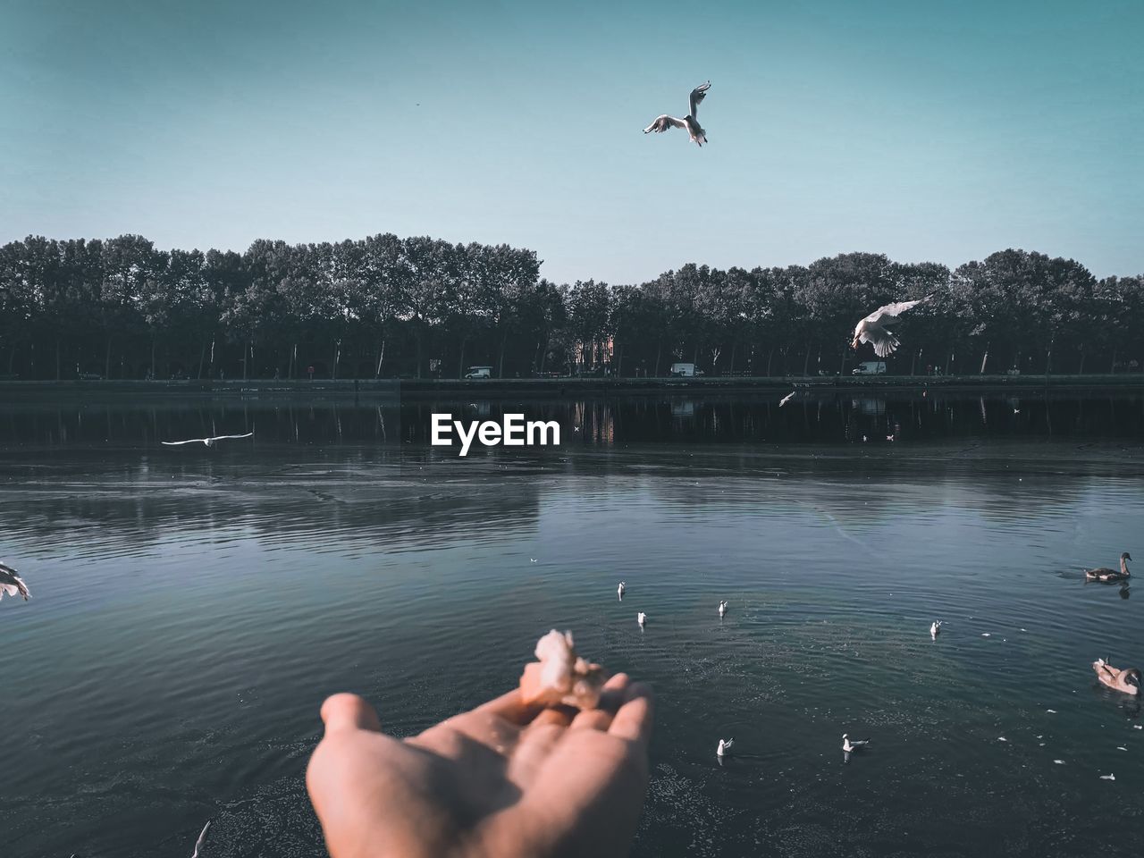 Cropped hand of person feeding birds by lake