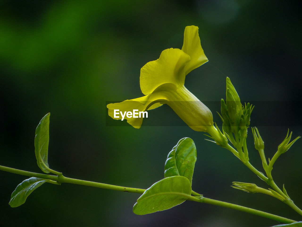 CLOSE-UP OF YELLOW ROSE FLOWER