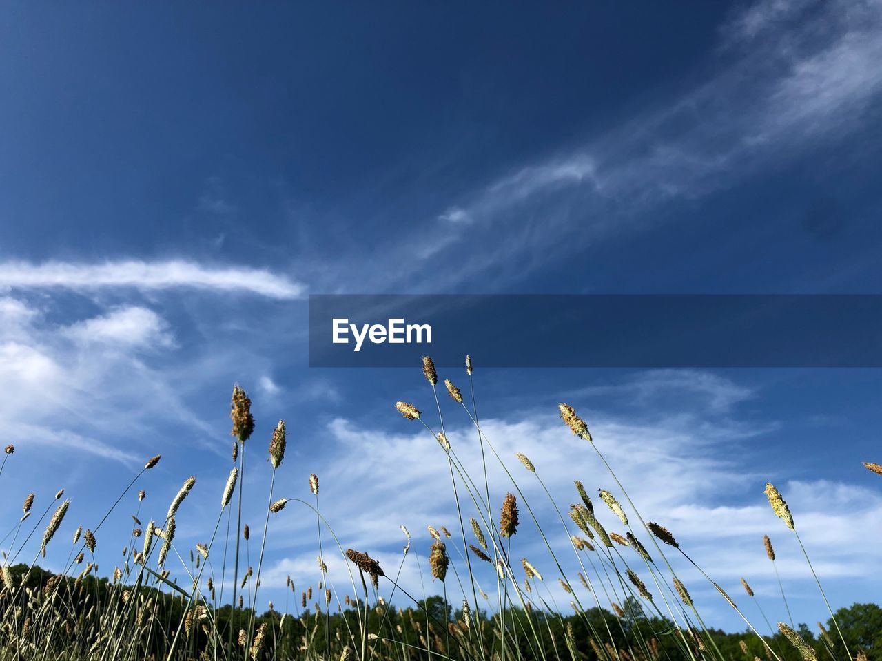 LOW ANGLE VIEW OF STALKS IN FIELD AGAINST SKY