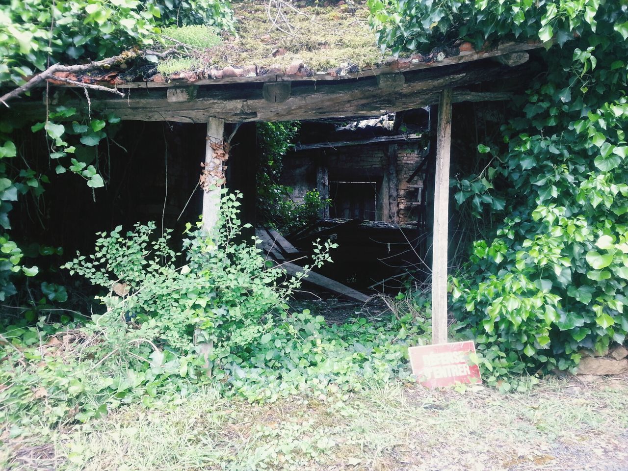 Abandoned built structure amid plants