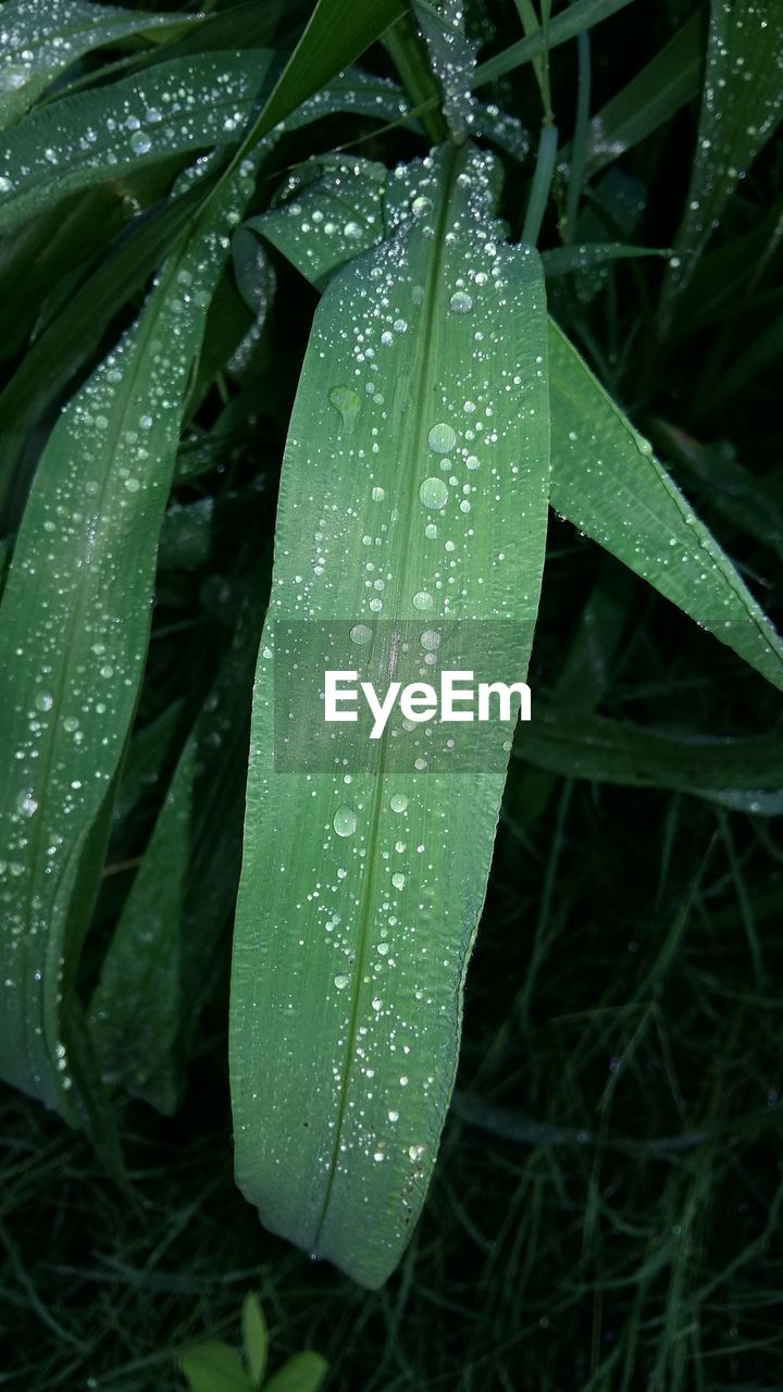 CLOSE-UP OF WATER DROPS ON LEAVES