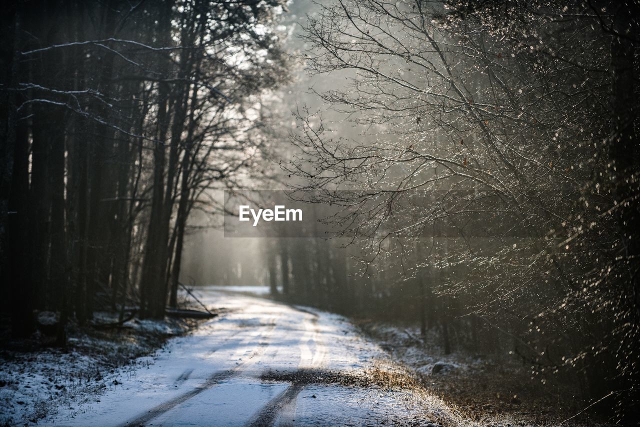 Road amidst bare trees in forest during winter