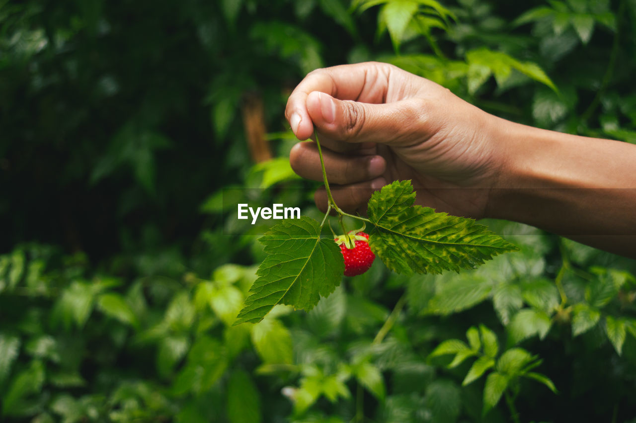 Cropped hand of person holding strawberry