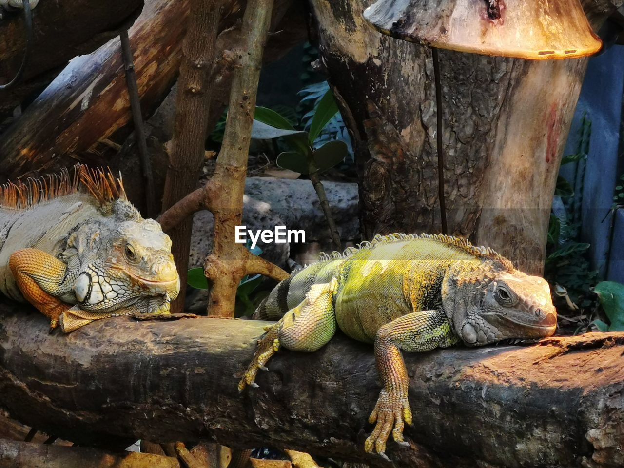 LIZARD ON WOOD IN ZOO