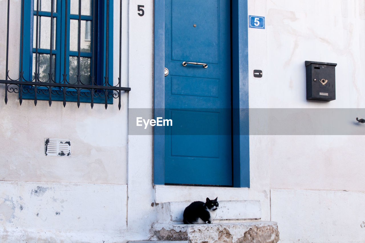 CAT ON WINDOW