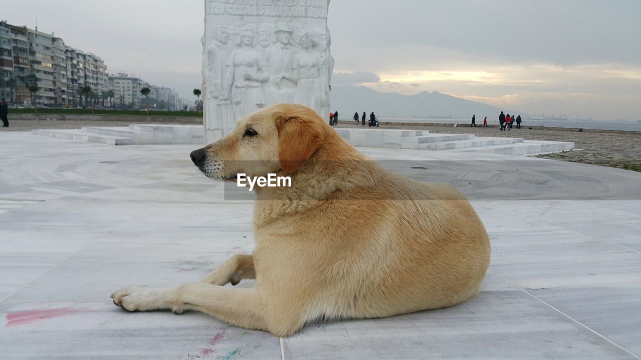 VIEW OF DOG SITTING ON LAND AGAINST THE SKY