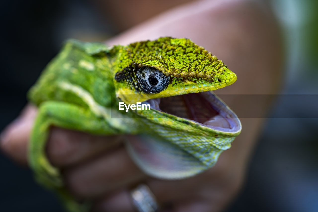 Close-up of  lizard open mouth