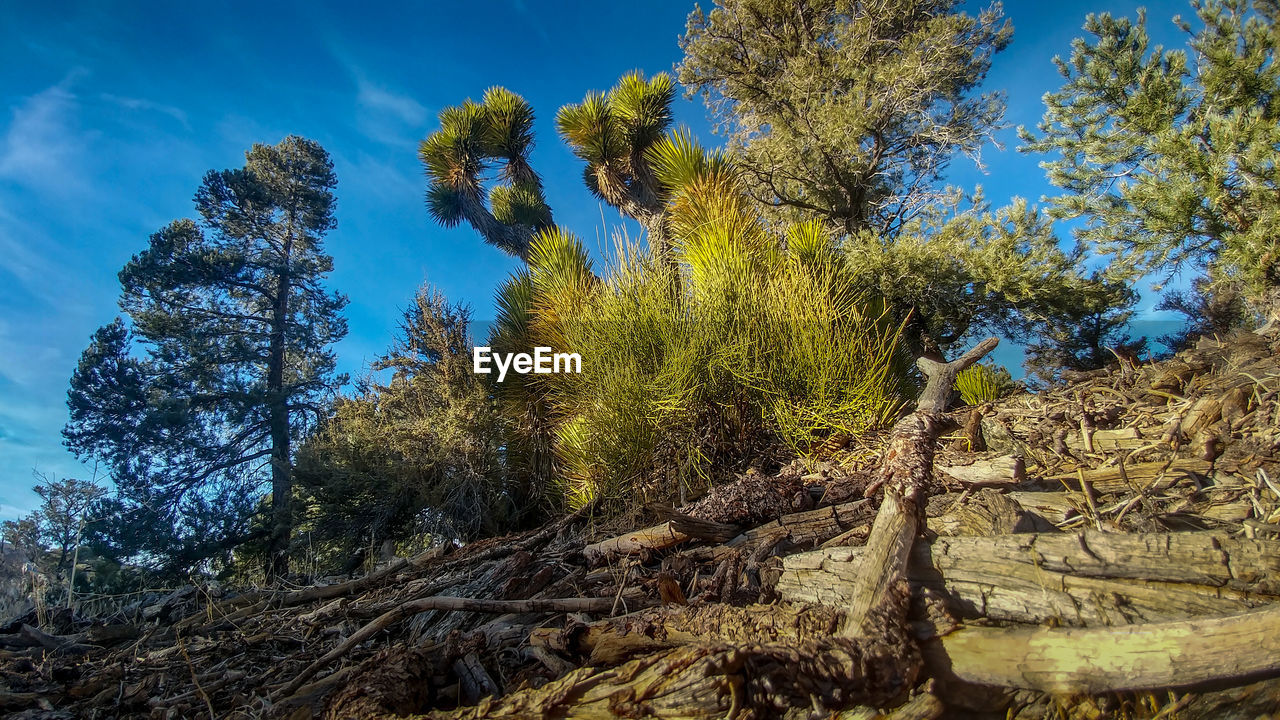 LOW ANGLE VIEW OF TREE AGAINST SKY