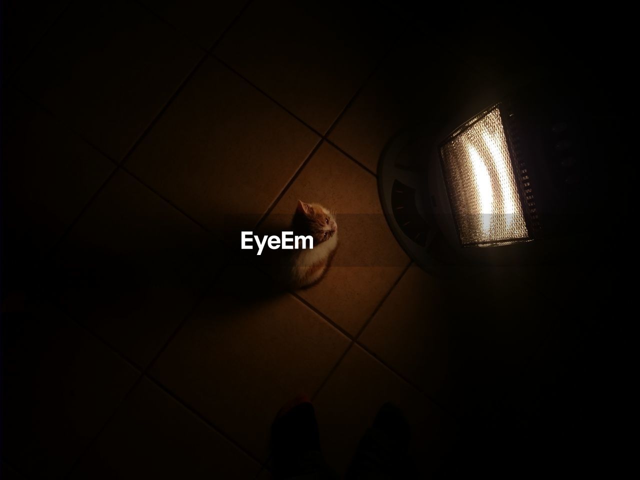 Overhead view of kitten sitting by electric heater